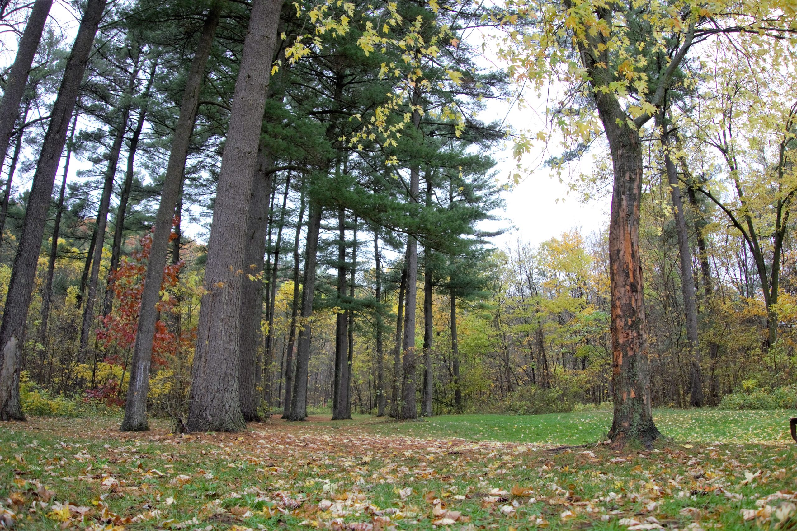 Stolen Shamelessly From Adam Dooley on flickr.com Taken at Taylors Falls.
